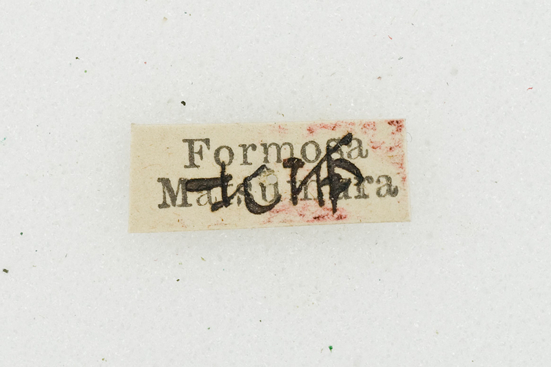 Oreta theae